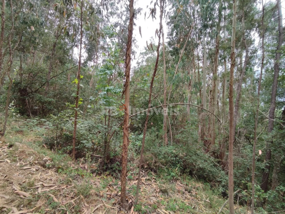 Terreno Agricola ou Rústico para Venda em Igreja Nova do Sobral Foto 2