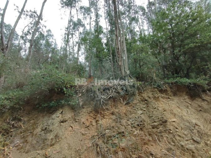 Terreno Agricola ou Rústico para Venda em Igreja Nova do Sobral Foto 3