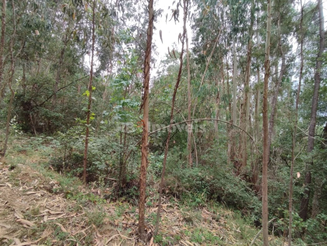 Terreno Agricola ou Rústico para Venda em Igreja Nova do Sobral Foto 2