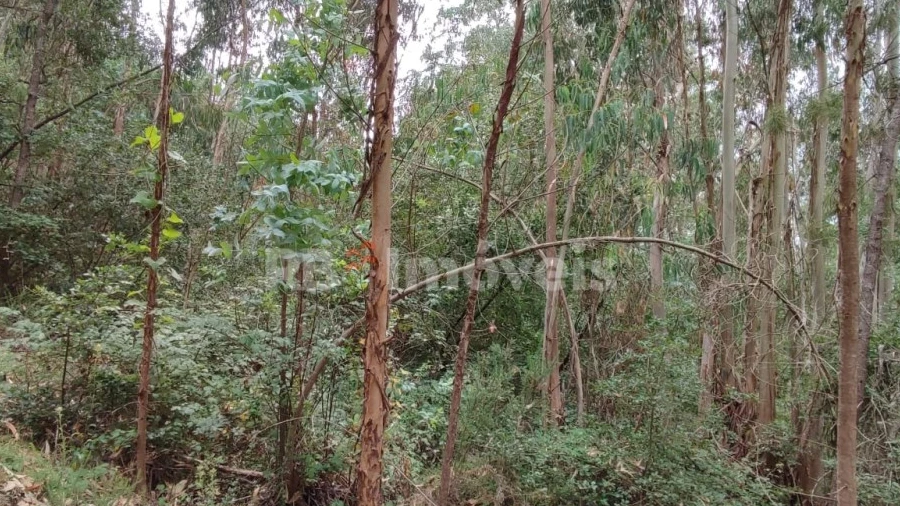 Terreno Agricola ou Rústico para Venda em Igreja Nova do Sobral