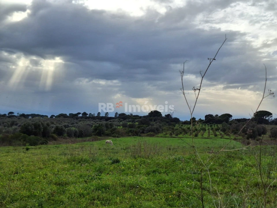 Terreno Agricola ou Rústico para Venda em Olaia e Paço Foto 6