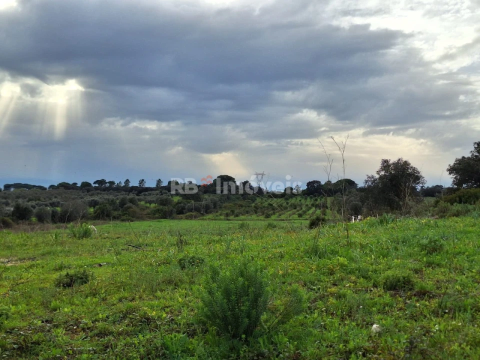 Terreno Agricola ou Rústico para Venda em Olaia e Paço Foto 8