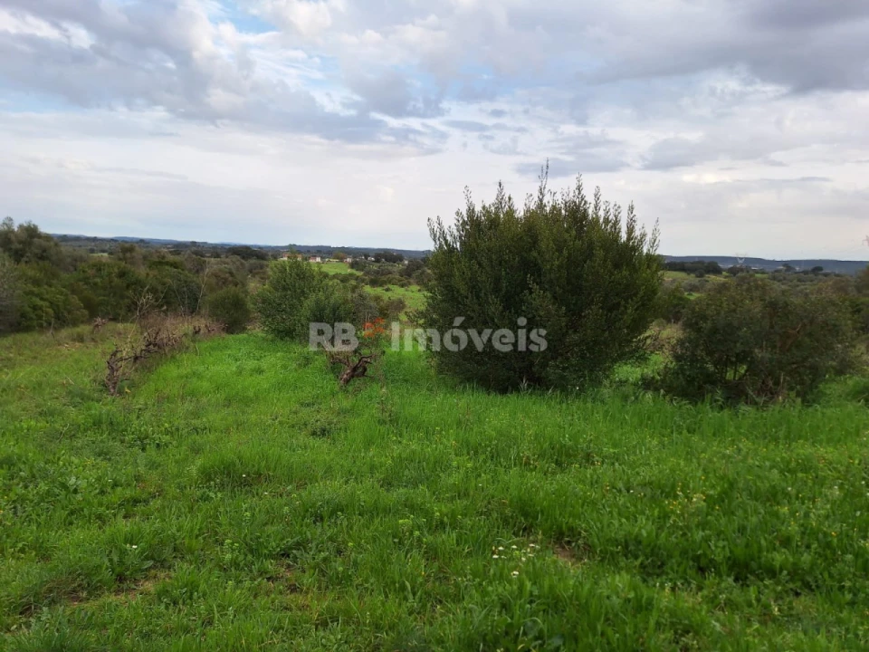 Terreno Agricola ou Rústico para Venda em Olaia e Paço Foto 9