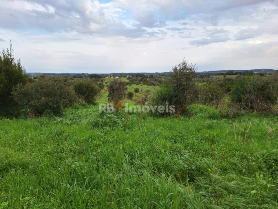 Terreno Agricola ou Rústico para Venda em Olaia e Paço Foto 12