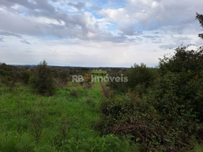 Terreno Agricola ou Rústico para Venda em Olaia e Paço Foto 4