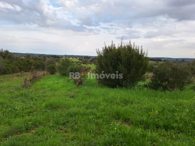 Terreno Agricola ou Rústico para Venda em Olaia e Paço Foto 9