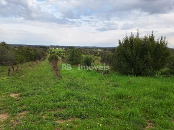 Terreno Agricola ou Rústico para Venda em Olaia e Paço Foto 10