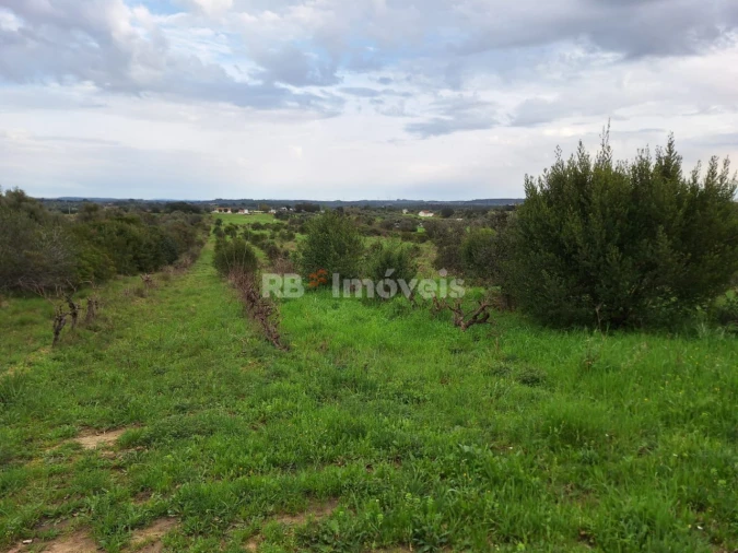 Terreno Agricola ou Rústico para Venda em Olaia e Paço Foto 11