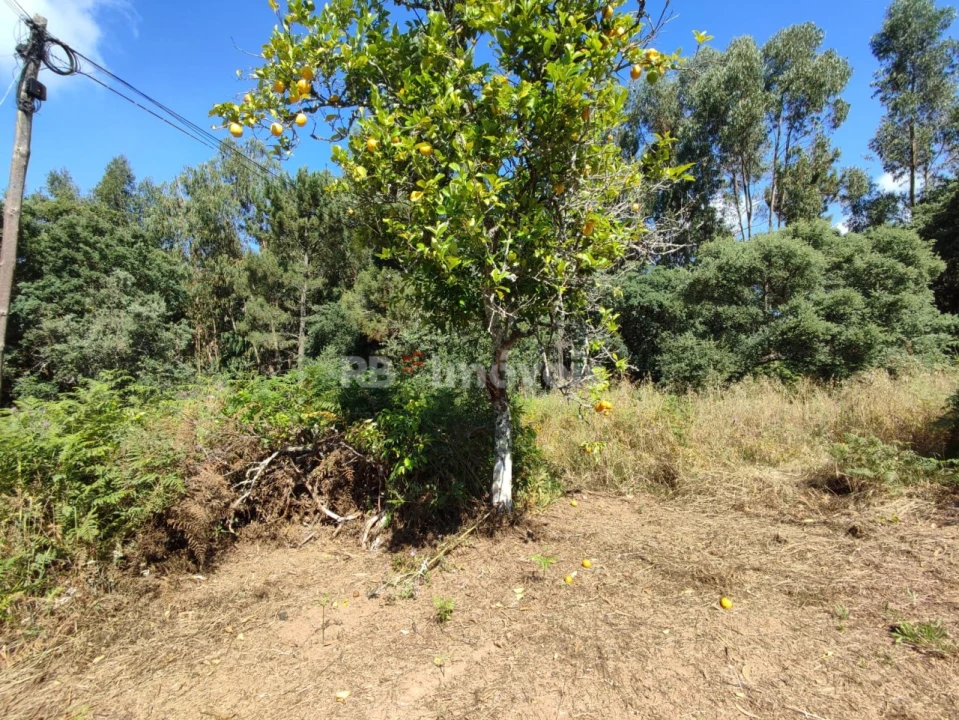 Terreno para Venda em Igreja Nova do Sobral Foto 11