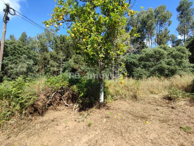 Terreno para Venda em Igreja Nova do Sobral Foto 11