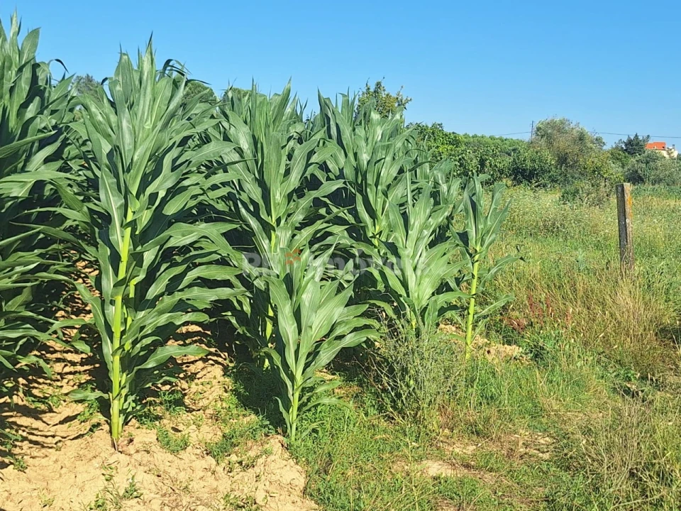 Terreno Agricola ou Rústico para Venda em São Pedro de Tomar Foto 5