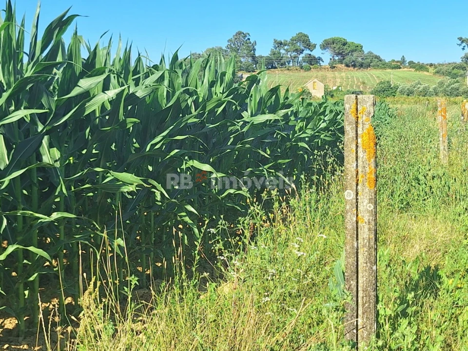 Terreno Agricola ou Rústico para Venda em São Pedro de Tomar Foto 6