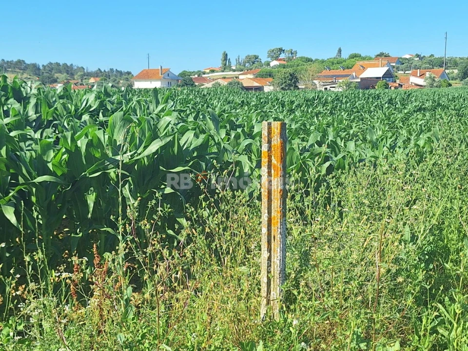 Terreno Agricola ou Rústico para Venda em São Pedro de Tomar Foto 2