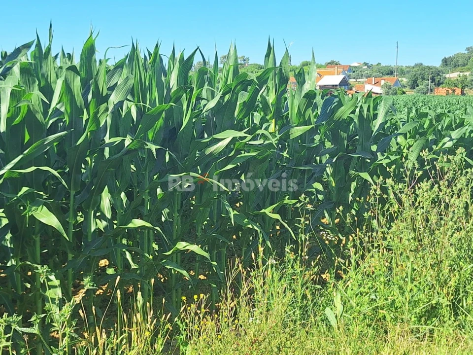 Terreno Agricola ou Rústico para Venda em São Pedro de Tomar Foto 7