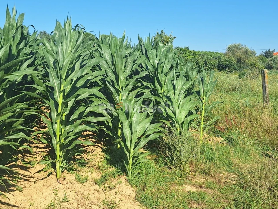 Terreno Agricola ou Rústico para Venda em São Pedro de Tomar Foto 3