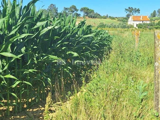 Terreno Agricola ou Rústico para Venda em São Pedro de Tomar