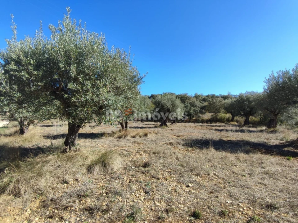 Terreno para Venda em Além da Ribeira e Pedreira Foto 8