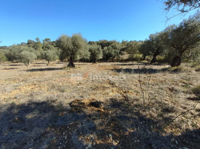 Terreno para Venda em Além da Ribeira e Pedreira Foto 2