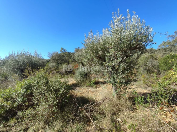 Terreno para Venda em Além da Ribeira e Pedreira Foto 13