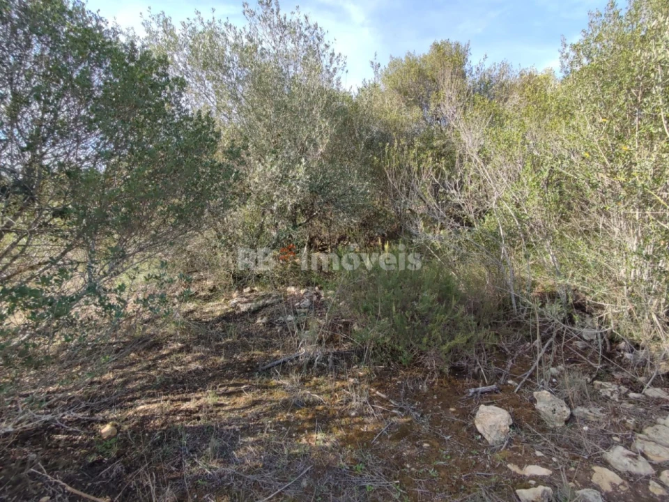 Terreno para Venda em Além da Ribeira e Pedreira Foto 9