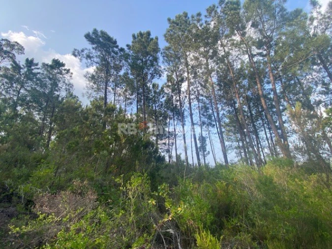 Terreno para Venda em Sabacheira Foto 10