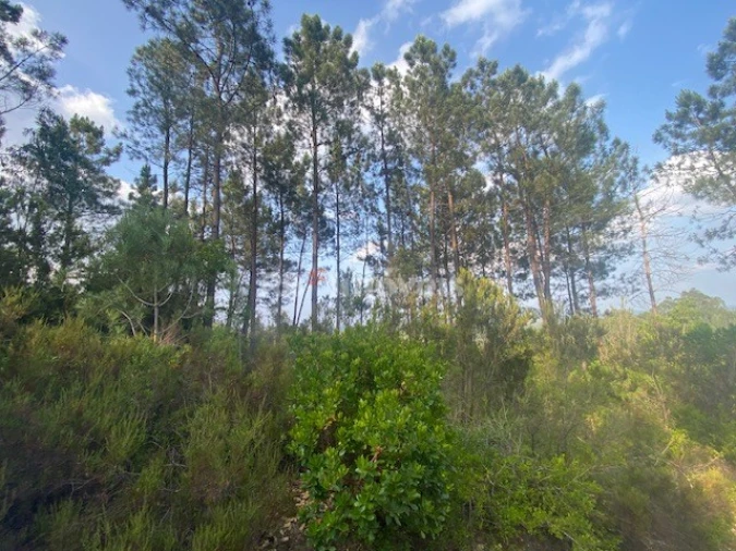Terreno para Venda em Sabacheira Foto 12