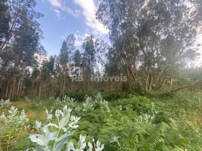 Terreno para Venda em Sabacheira Foto 2