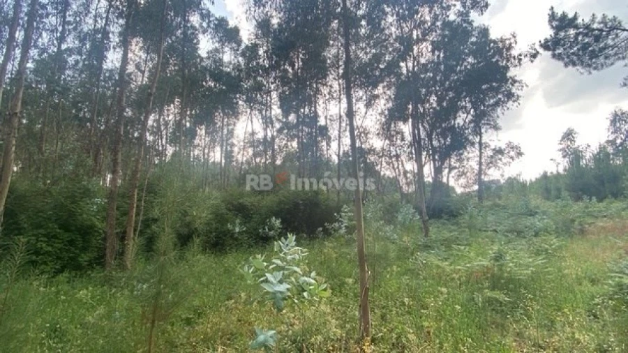 Terreno para Venda em Sabacheira Foto 9