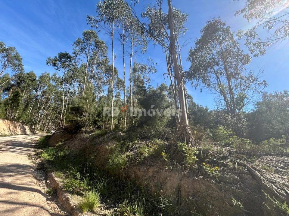 Terreno Agricola ou Rústico para Venda em Sabacheira Foto 2