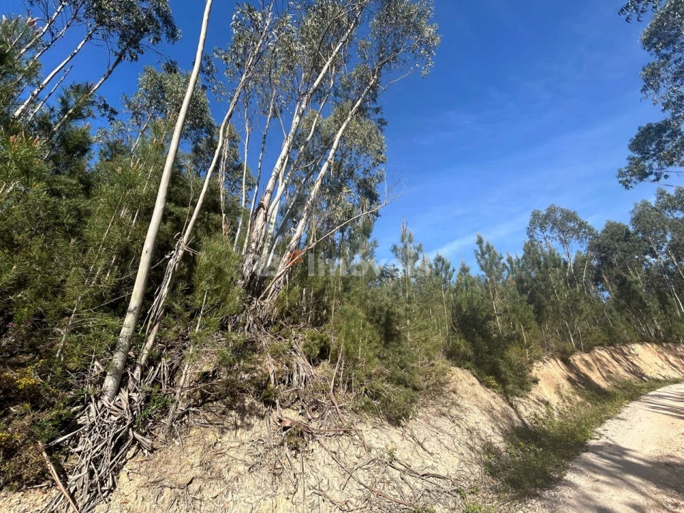 Terreno Agricola ou Rústico para Venda em Sabacheira Foto 6
