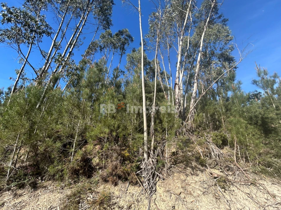 Terreno Agricola ou Rústico para Venda em Sabacheira Foto 10