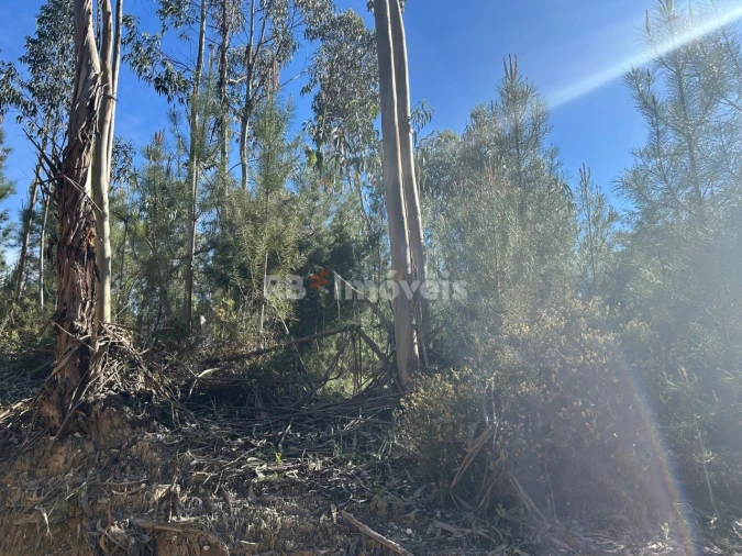 Terreno Agricola ou Rústico para Venda em Sabacheira Foto 7