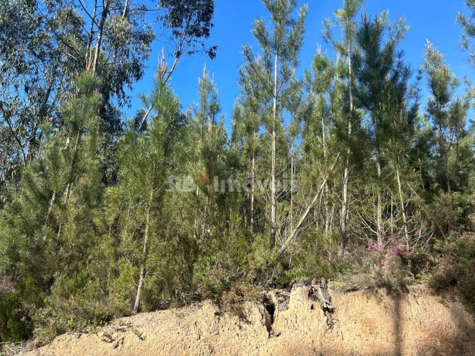 Terreno Agricola ou Rústico para Venda em Sabacheira Foto 1
