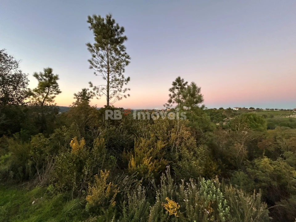 Terreno Agricola ou Rústico para Venda em Madalena e Beselga Foto 11