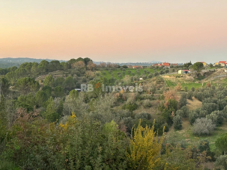 Terreno Agricola ou Rústico para Venda em Madalena e Beselga Foto 1