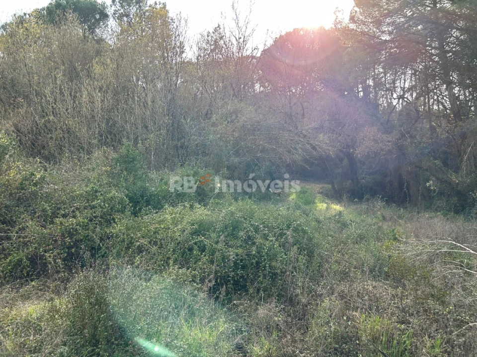 Terreno Agricola ou Rústico para Venda em Madalena e Beselga Foto 5