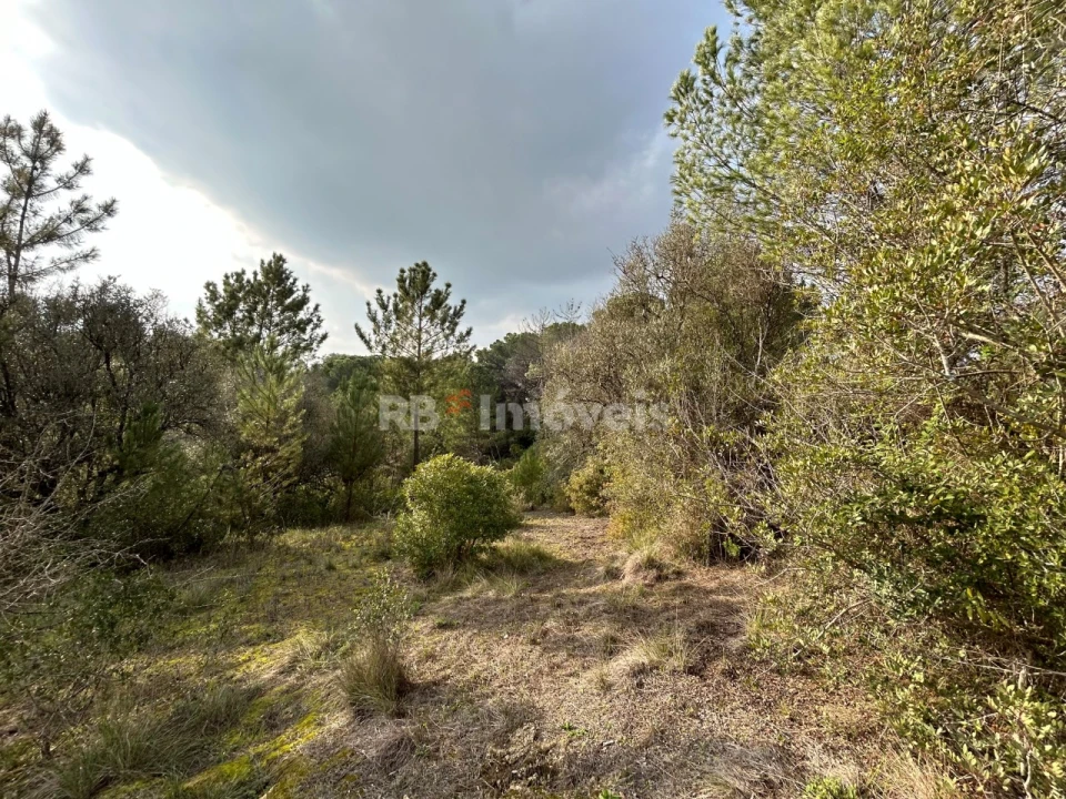 Terreno Agricola ou Rústico para Venda em Madalena e Beselga Foto 18