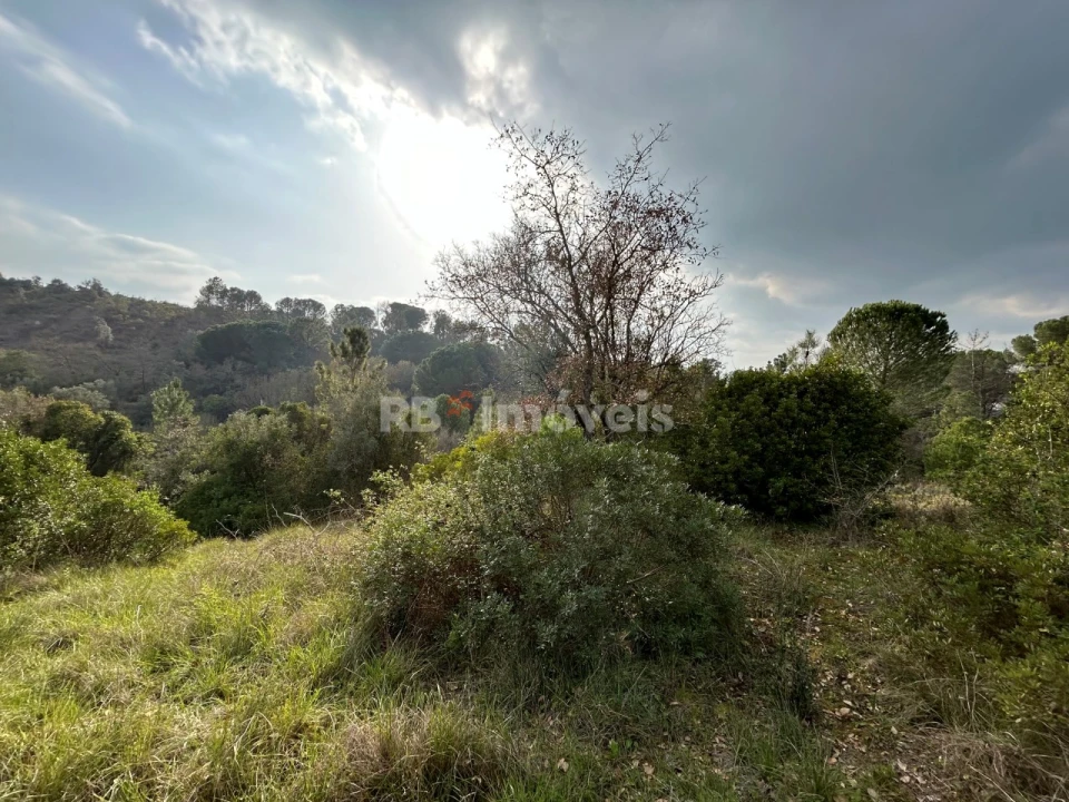 Terreno Agricola ou Rústico para Venda em Madalena e Beselga Foto 21