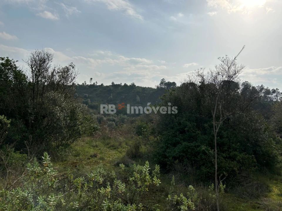 Terreno Agricola ou Rústico para Venda em Madalena e Beselga Foto 24
