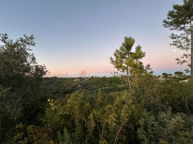 Terreno Agricola ou Rústico para Venda em Madalena e Beselga Foto 9