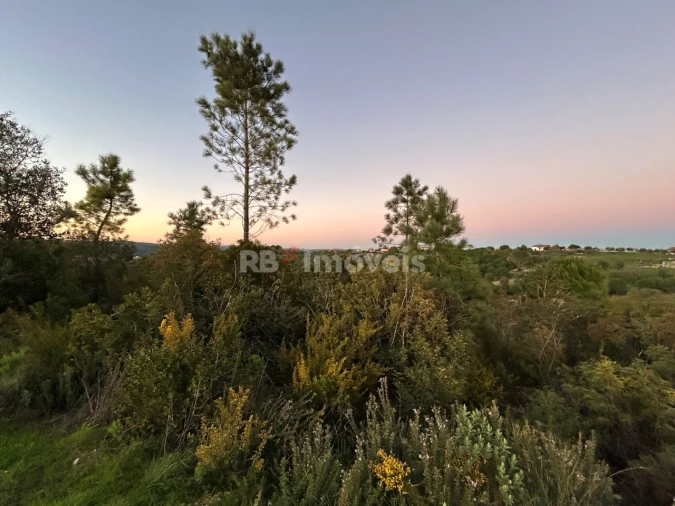 Terreno Agricola ou Rústico para Venda em Madalena e Beselga Foto 11
