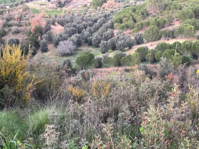 Terreno Agricola ou Rústico para Venda em Madalena e Beselga Foto 12