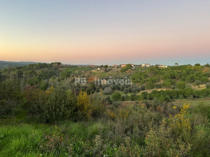 Terreno Agricola ou Rústico para Venda em Madalena e Beselga Foto 7