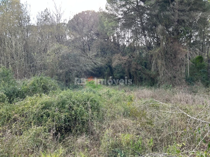 Terreno Agricola ou Rústico para Venda em Madalena e Beselga Foto 13