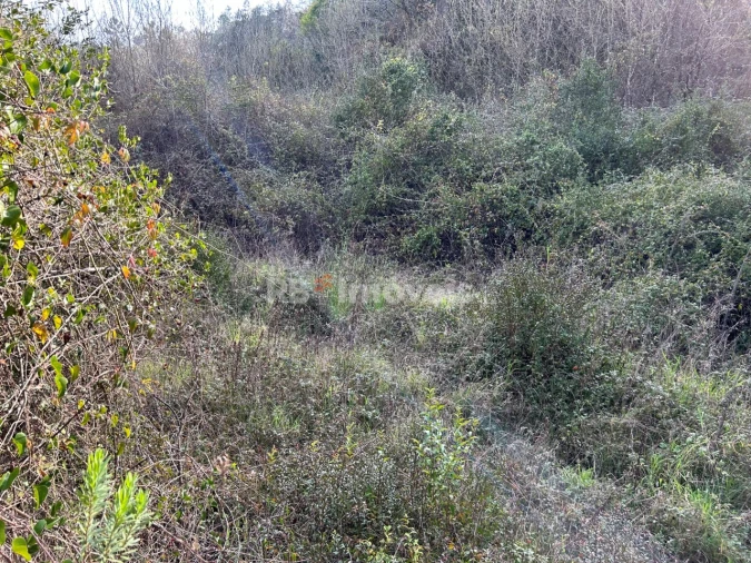 Terreno Agricola ou Rústico para Venda em Madalena e Beselga Foto 2