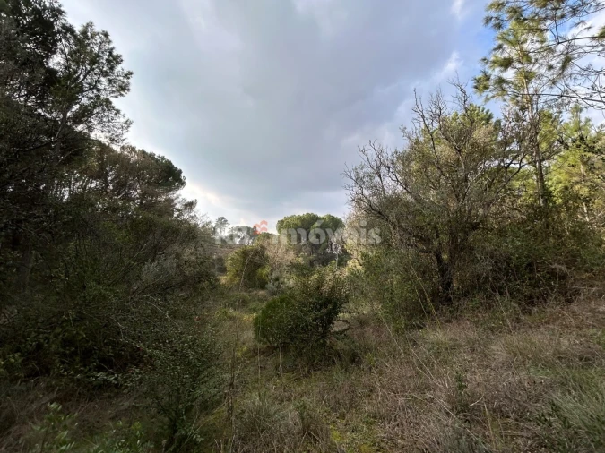 Terreno Agricola ou Rústico para Venda em Madalena e Beselga Foto 15
