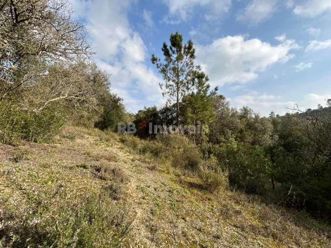 Terreno Agricola ou Rústico para Venda em Madalena e Beselga Foto 17