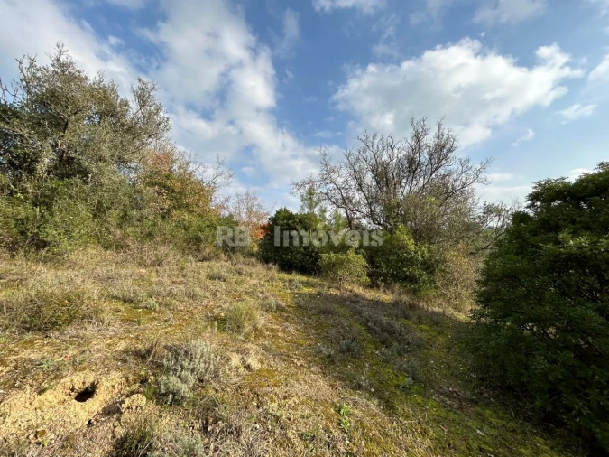 Terreno Agricola ou Rústico para Venda em Madalena e Beselga Foto 4