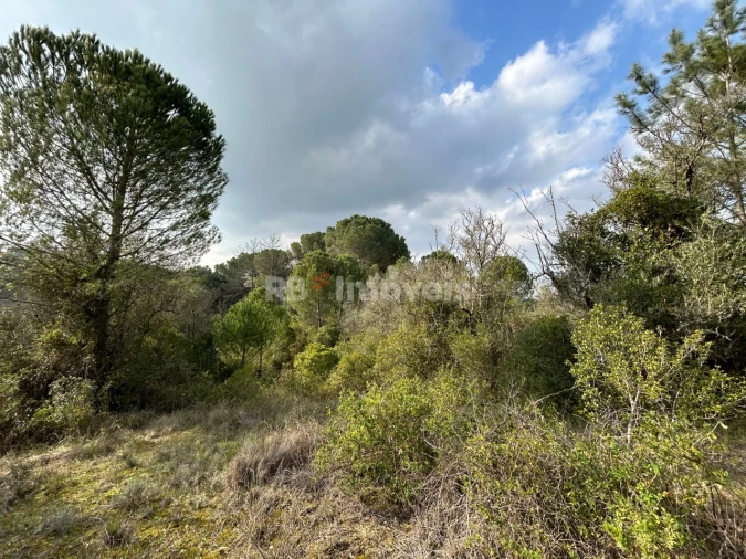Terreno Agricola ou Rústico para Venda em Madalena e Beselga Foto 19