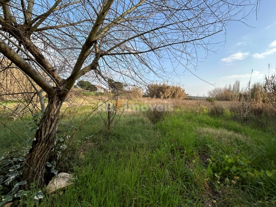 Terreno Agricola ou Rústico para Venda em São João Baptista e Santa Maria dos Olivais Foto 9